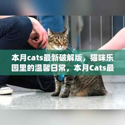 本月Cats破解版,猫咪乐园的温馨日常故事