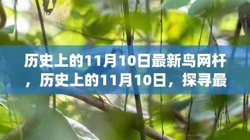 历史上的11月10日,探寻最新鸟网杆背后的故事与变迁之路