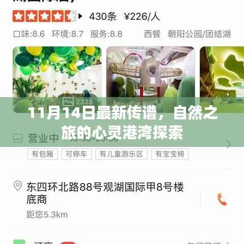 11月14日最新传谱,自然之旅的心灵港湾探索