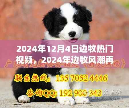 2024年边牧风潮再掀高潮,热门视频背后的故事与影响