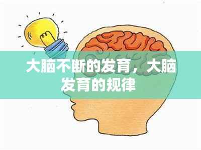 大脑不断的发育,大脑发育的规律