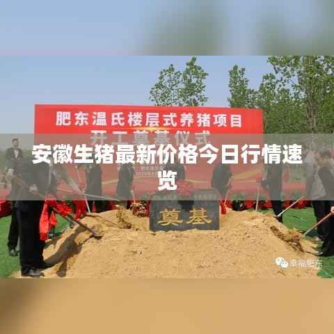 安徽生猪最新价格今日行情速览