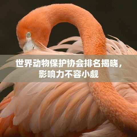 世界动物保护协会排名揭晓,影响力不容小觑