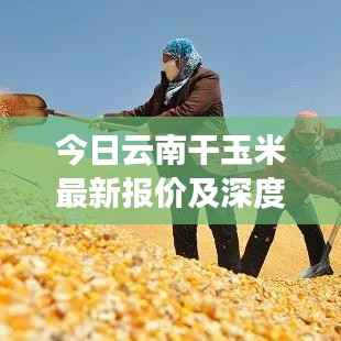 今日云南干玉米最新报价及深度市场分析
