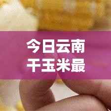 今日云南干玉米最新报价及深度市场分析