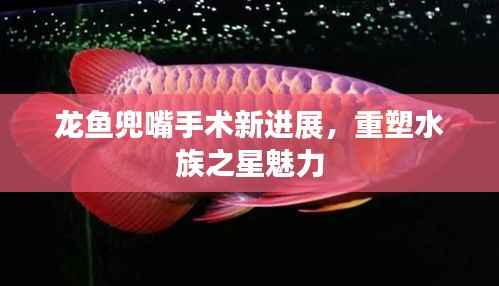 龙鱼兜嘴手术新进展,重塑水族之星魅力