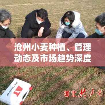 沧州小麦种植、管理动态及市场趋势深度解析