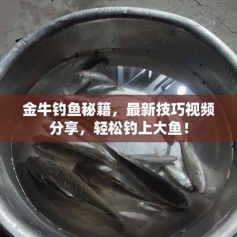 金牛钓鱼秘籍,最新技巧视频分享,轻松钓上大鱼!