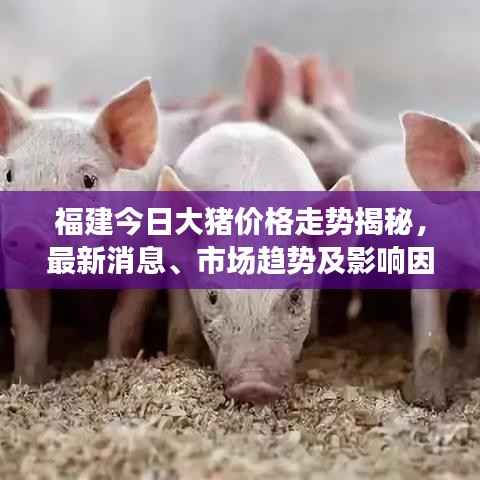 福建今日大猪价格走势揭秘,最新消息、市场趋势及影响因素深度解析