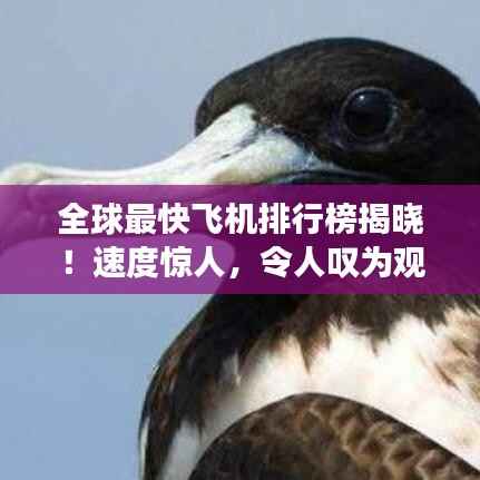 全球最快飞机排行榜揭晓!速度惊人,令人叹为观止!